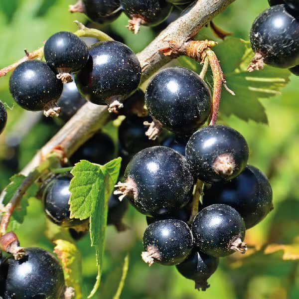 RIBES NERO VASO 12CM