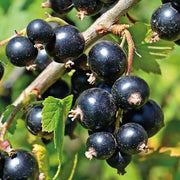 RIBES NERO VASO 18CM