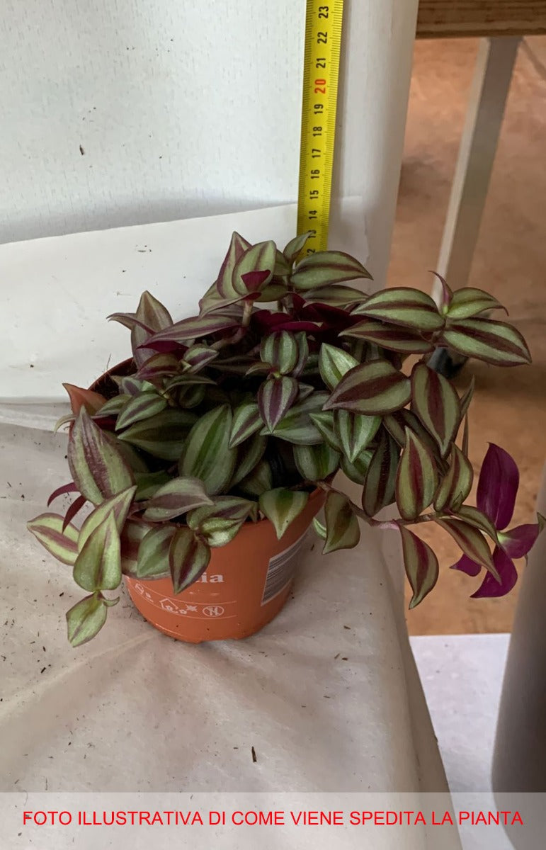 TRADESCANTIA ZEBRINA VASO 12CM