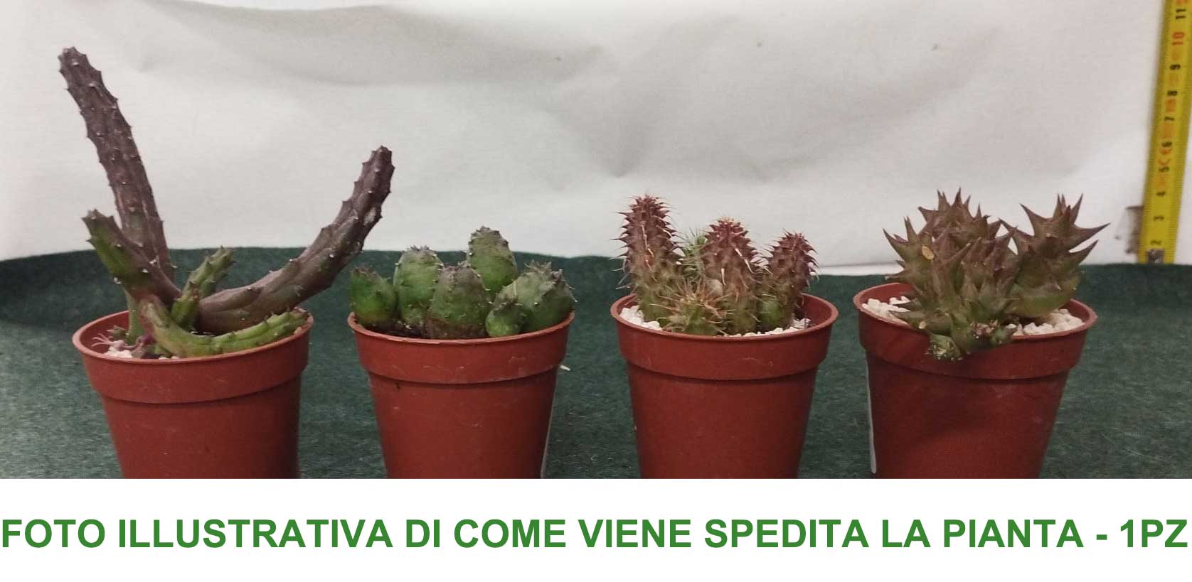 STAPELIA VARIETA' ASSORTITA VASO 5.5CM