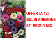 OFFERTA 120 BULBI ANEMONE CORONARIA ST. BRIGID