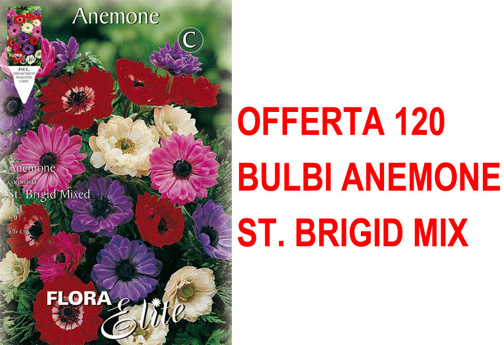 OFFERTA 120 BULBI ANEMONE CORONARIA ST. BRIGID