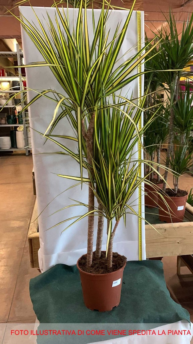 DRACENA MARGINATA GOLD TRONCHETTO DELLA FELICITÀ VASO 22CM H110CM