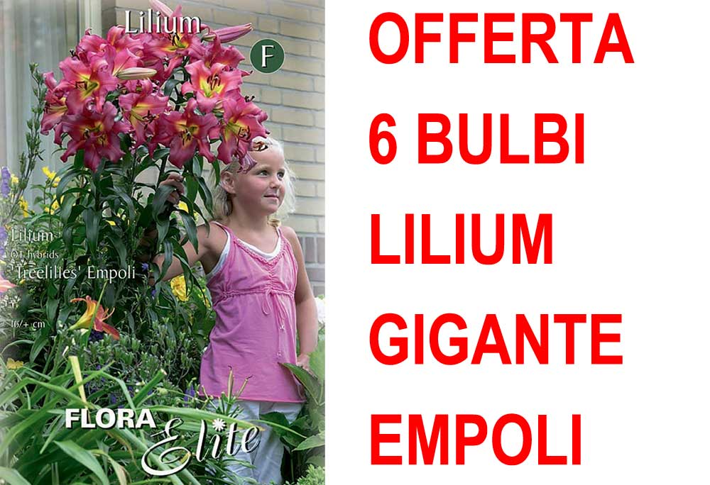 OFFERTA 6 BULBI LILIUM GIGANTE EMPOLI