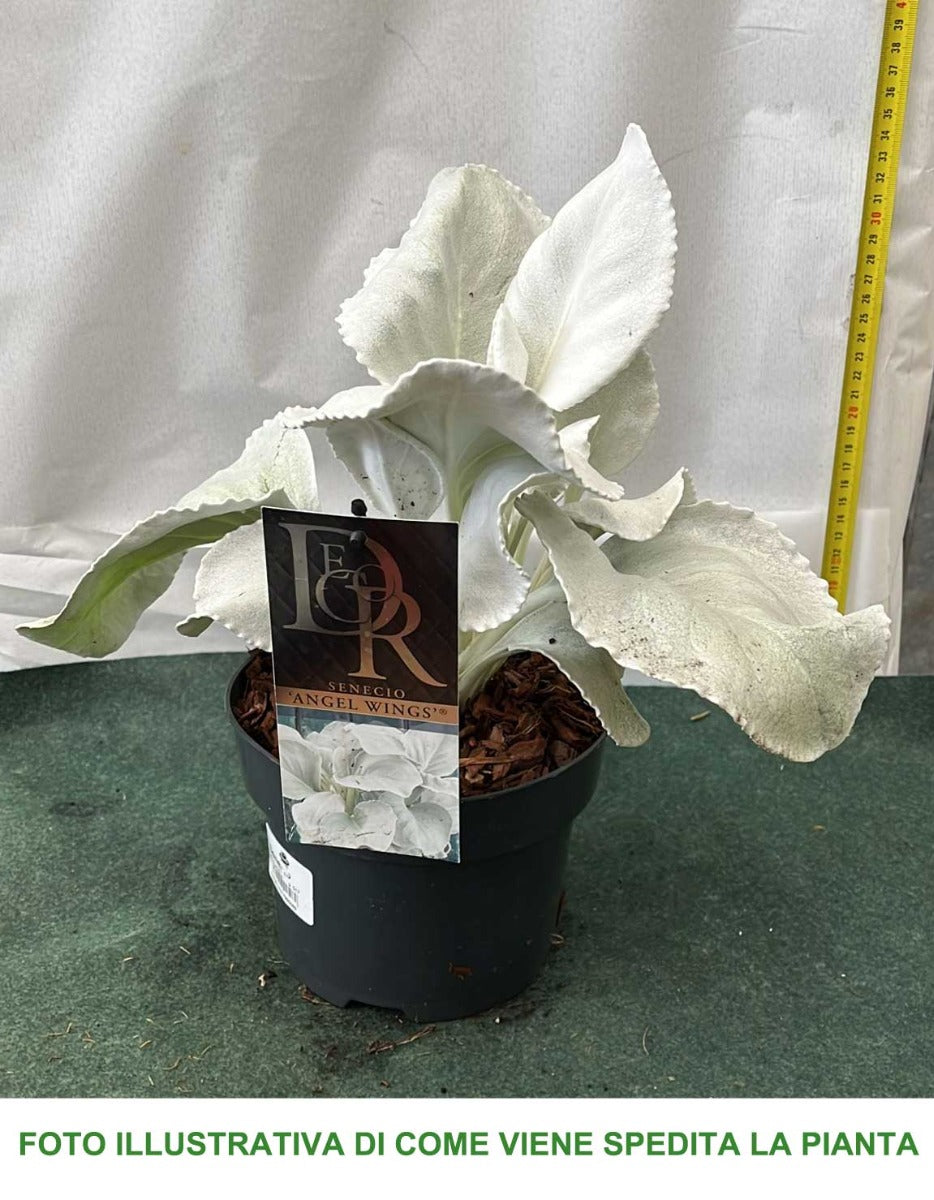 SENECIO ANGEL WINGS VASO 17CM