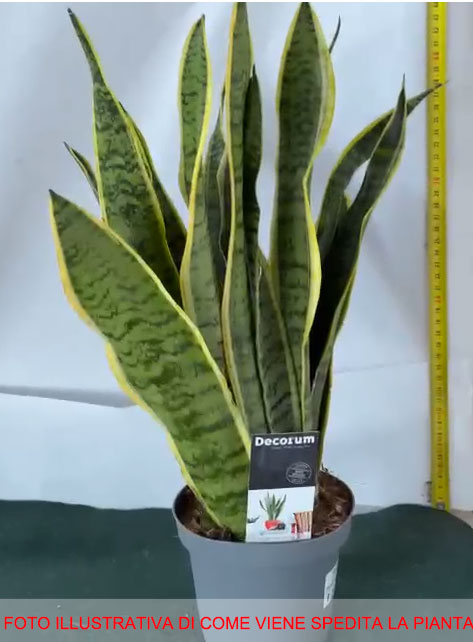 SANSEVIERIA LAURENTII IN VASO 15CM