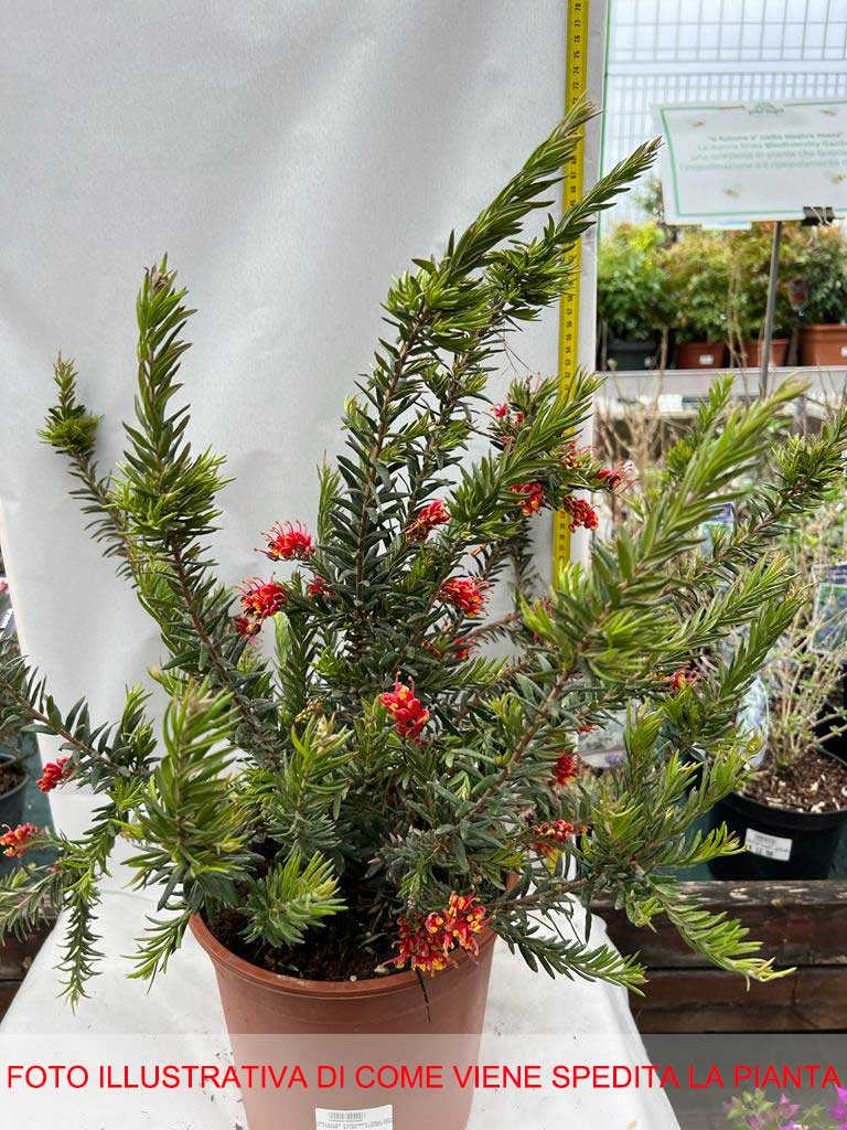 GREVILLEA FIREWORKS VASO 24CM