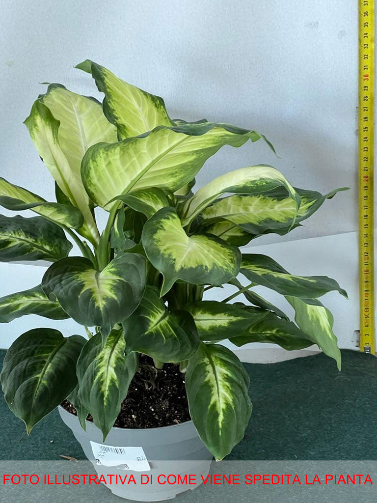 DIEFFENBACHIA CAMILLA VASO 17CM