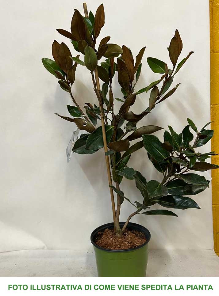 MAGNOLIA GRANDIFLORA LITTLE GEM VASO 18CM