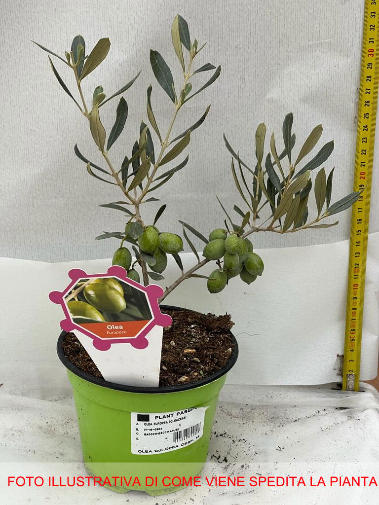 OLIVO OLEA EUROPAEA VASO 14CM