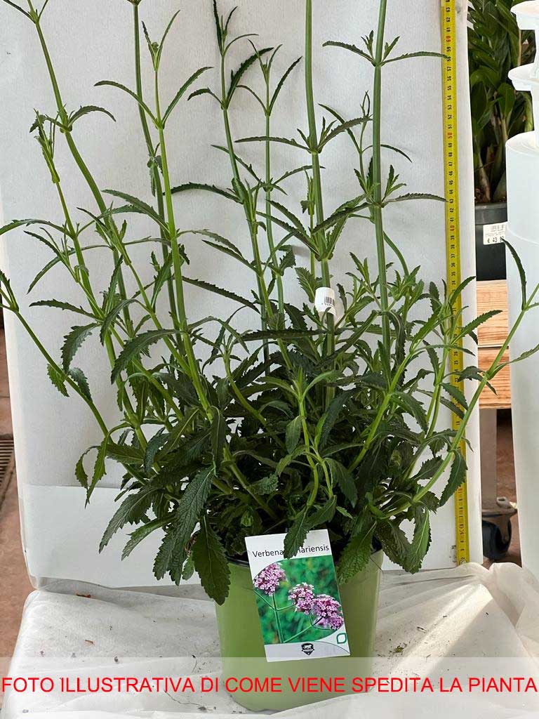 VERBENA BONARIENSIS IN VASO 18CM