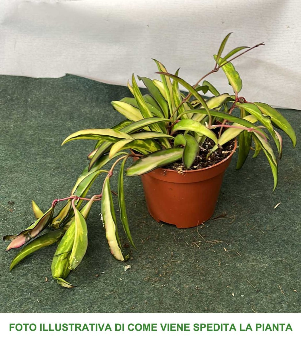 HOYA WAYETII TRICOLOR FIORE DI CERA VASO 9CM