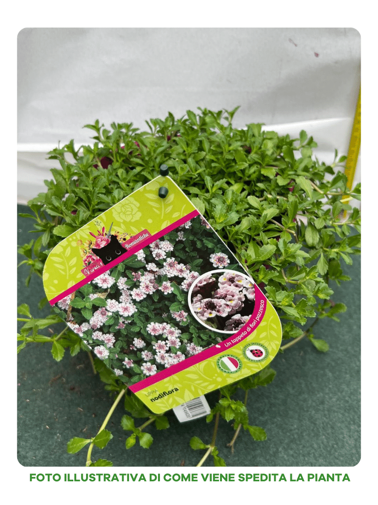 LIPPIA NODIFLORA VASO 18CM