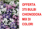 OFFERTA 375 BULBI CHIONODOXA MIX DI COLORI