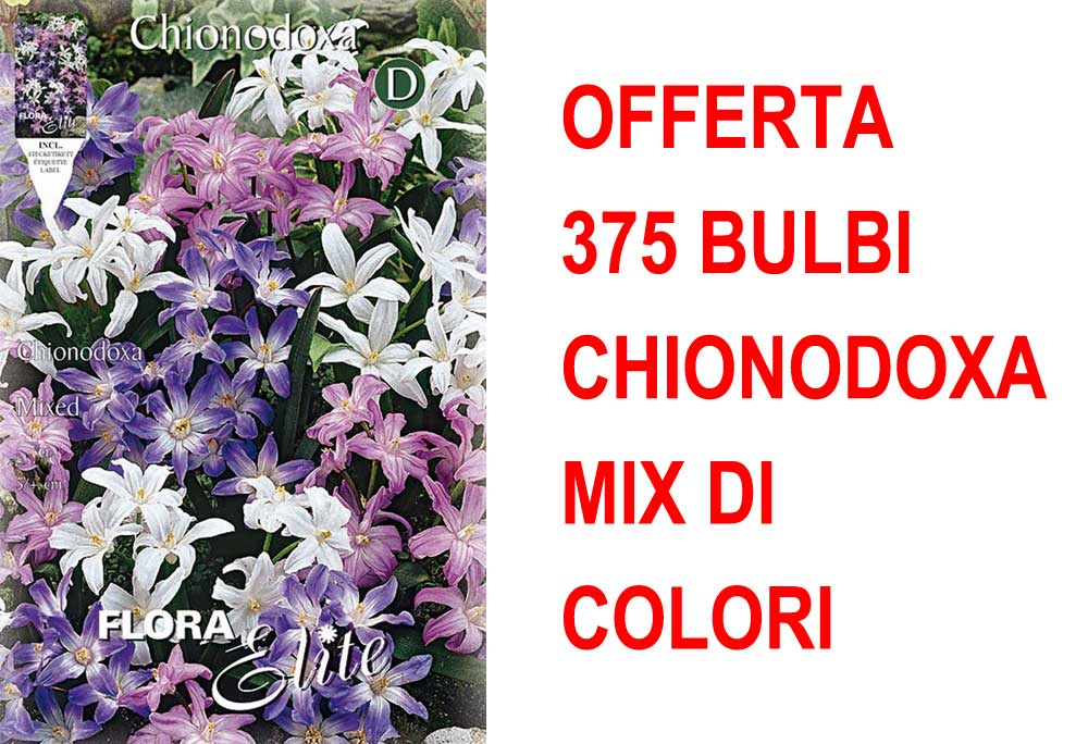 OFFERTA 375 BULBI CHIONODOXA MIX DI COLORI