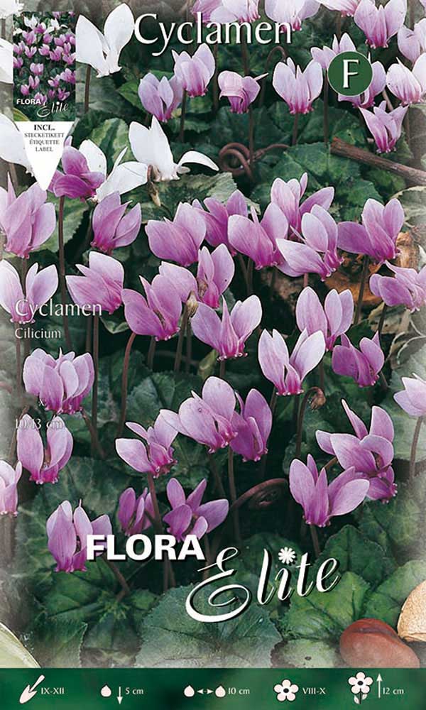 CICLAMINO CYCLAMEN CILICIUM (CONFEZIONE DA 5 BULBI)