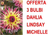 OFFERTA 3 BULBI DAHLIA CACTUS LINDSAY MICHELLE