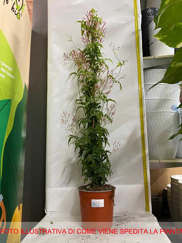 JASMINUM POLYANTHUM GELSOMINO VASO 16CM