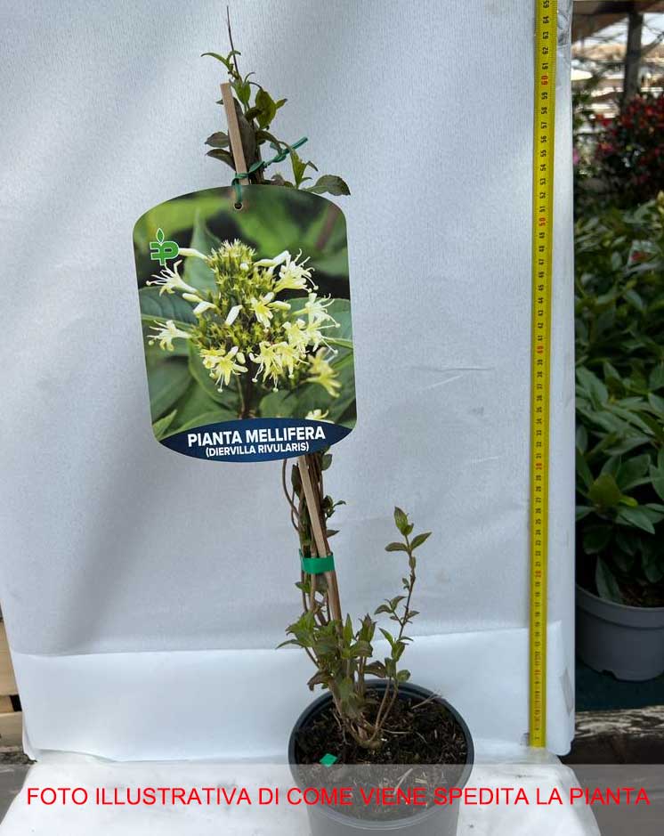 DIERVILLA RIVULARIS IN VASO 19CM