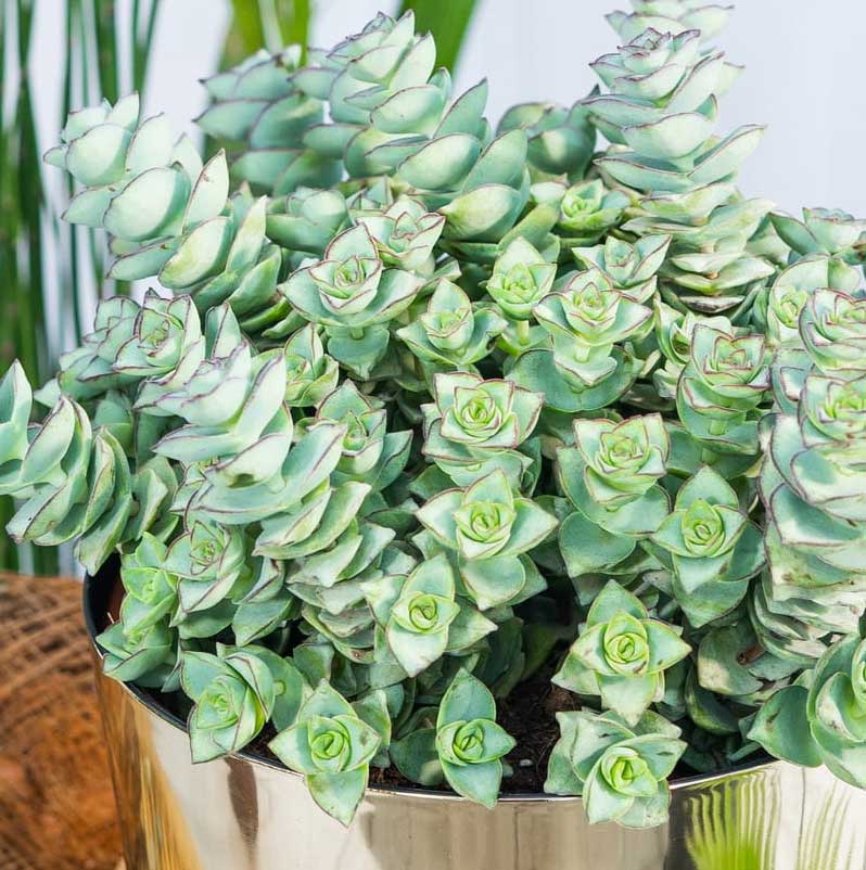CRASSULA PERFORATA AZUL VASO 8.5CM