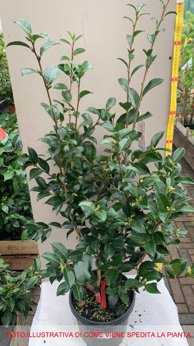 CAMELIA SASANQUA CHERYLIN IN VASO 21CM
