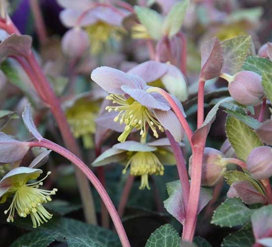 HELLEBORUS LIVIDUS ROSA DI NATALE VASO 9CM
