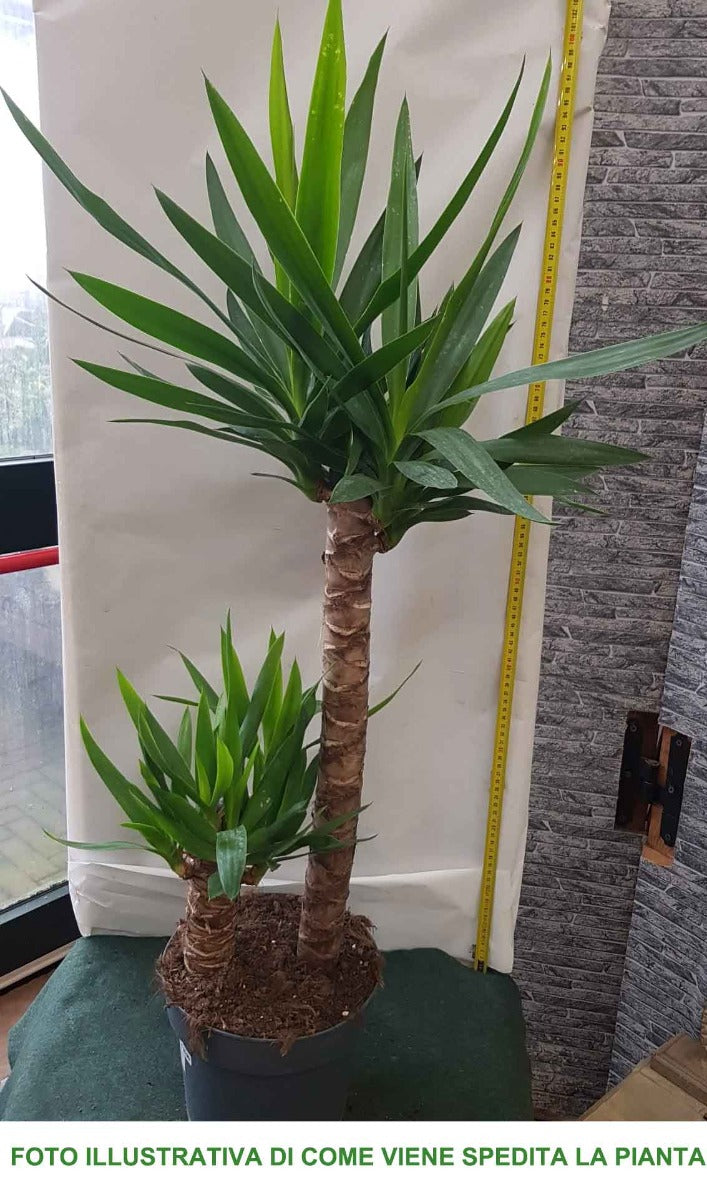 YUCCA VASO 21CM