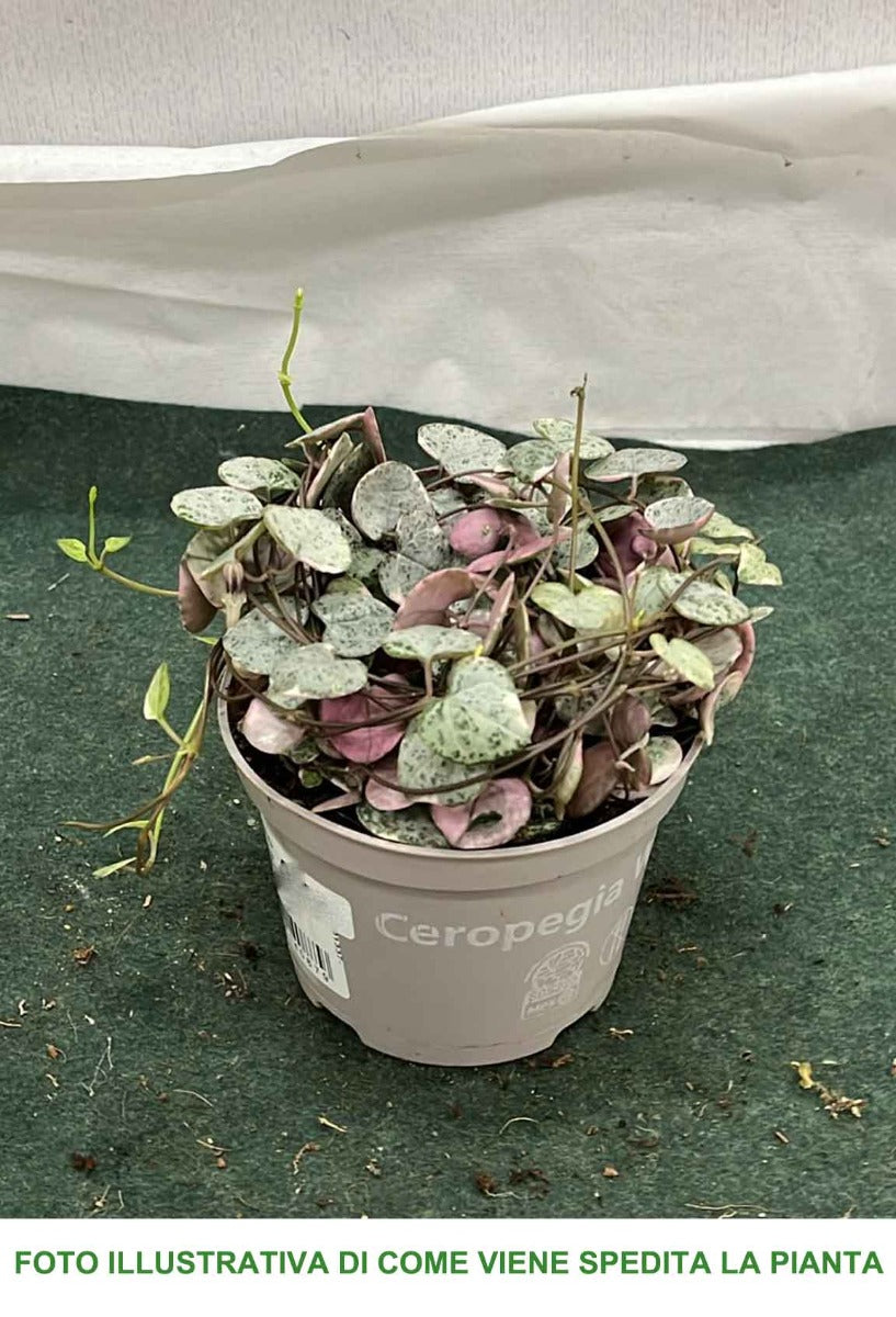 CEROPEGIA WOODII IN VASO 10.5CM