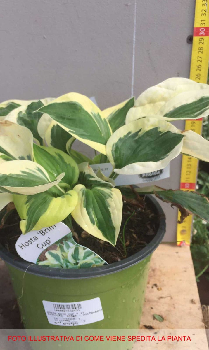 HOSTA BRIM CUP IN VASO 17CM
