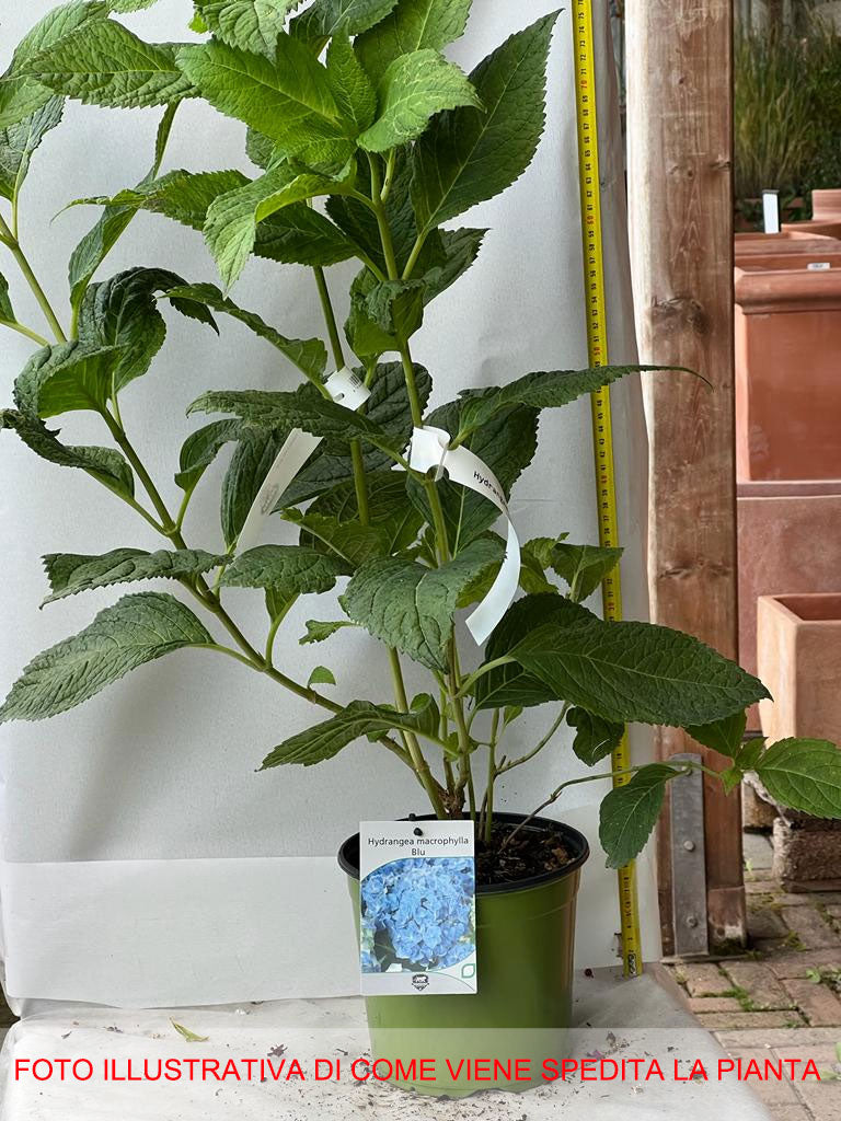 ORTENSIA HYDRANGEA MACROPHYLLA NIKKO BLUE VASO 18CM