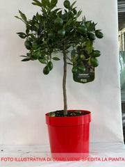 LIMEQUAT iN VASO 20CM