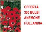 OFFERTA 300 BULBI ANEMONE HOLLANDIA