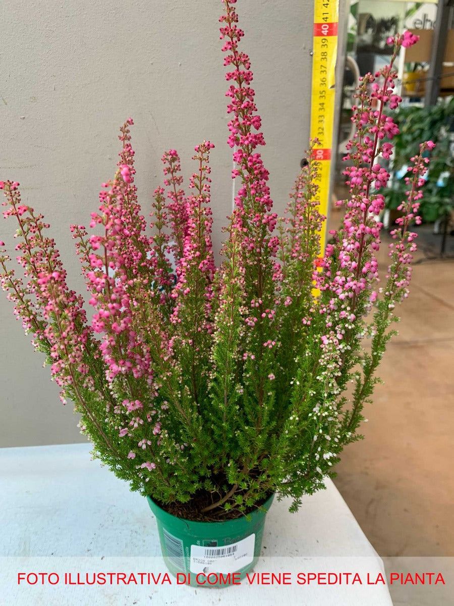 OFFERTA 3 PIANTE DI ERICA GRACILIS IN VASO 12CM ASSORTITA TRA ROSA O BIANCO