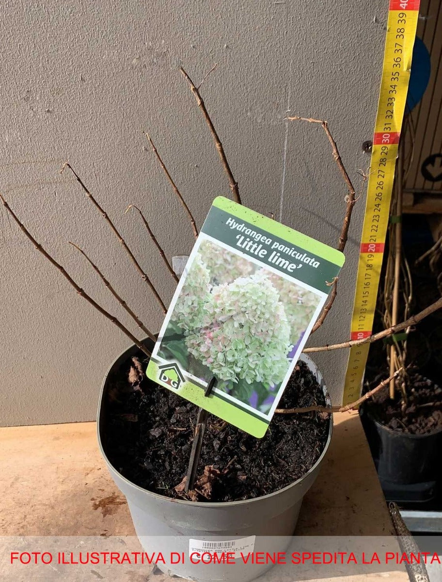 ORTENSIA HYDRANGEA PANICULATA LITTLE LIME VASO 19CM