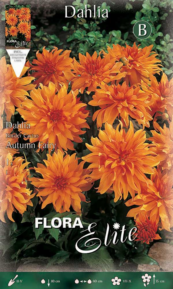 DAHLIA DA BORDURA CACTUS AUTUMN FAIRY (CONFEZIONE DA 1 BULBO)