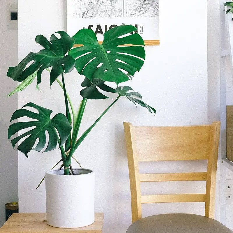 MONSTERA DELICIOSA VASO 14CM