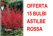 OFFERTA 15 BULBI ASTILBE ROSSA BULBS