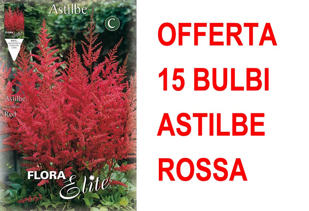 OFFERTA 15 BULBI ASTILBE ROSSA BULBS