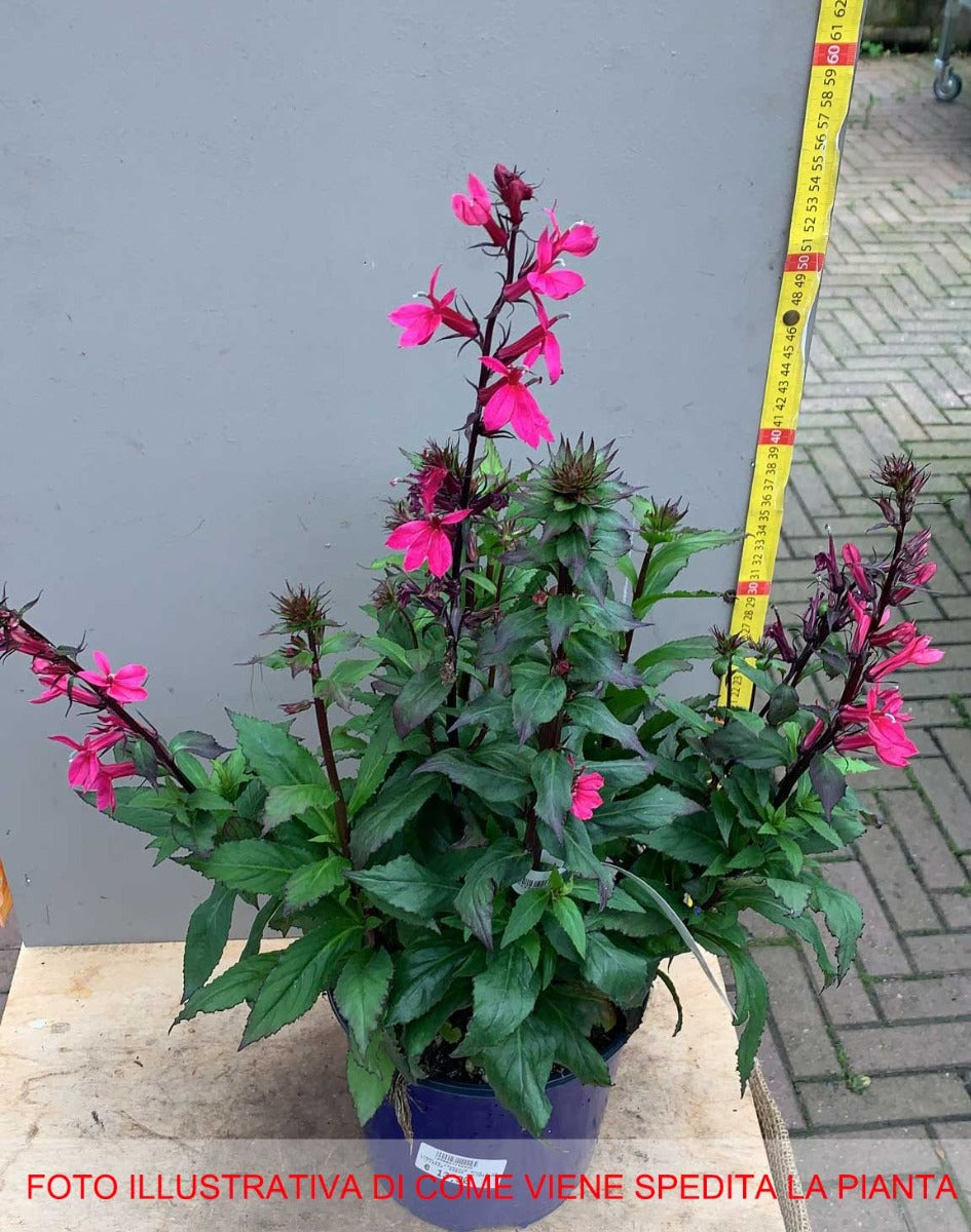 LOBELIA STARSHIP DEEP ROSE VASO 18CM