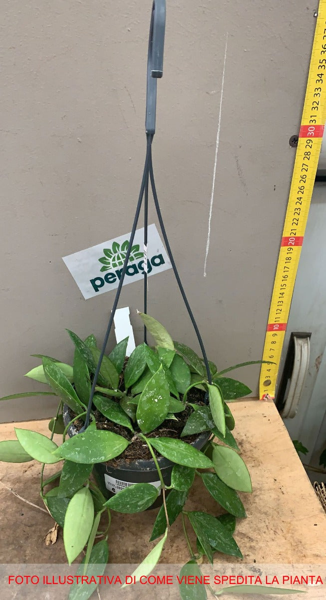 HOYA MEMORIA FIORE DI CERA VASO 14CM