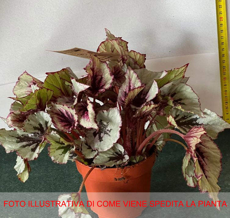 BEGONIA REX COLORI ASSORTITI IN VASO 12CM