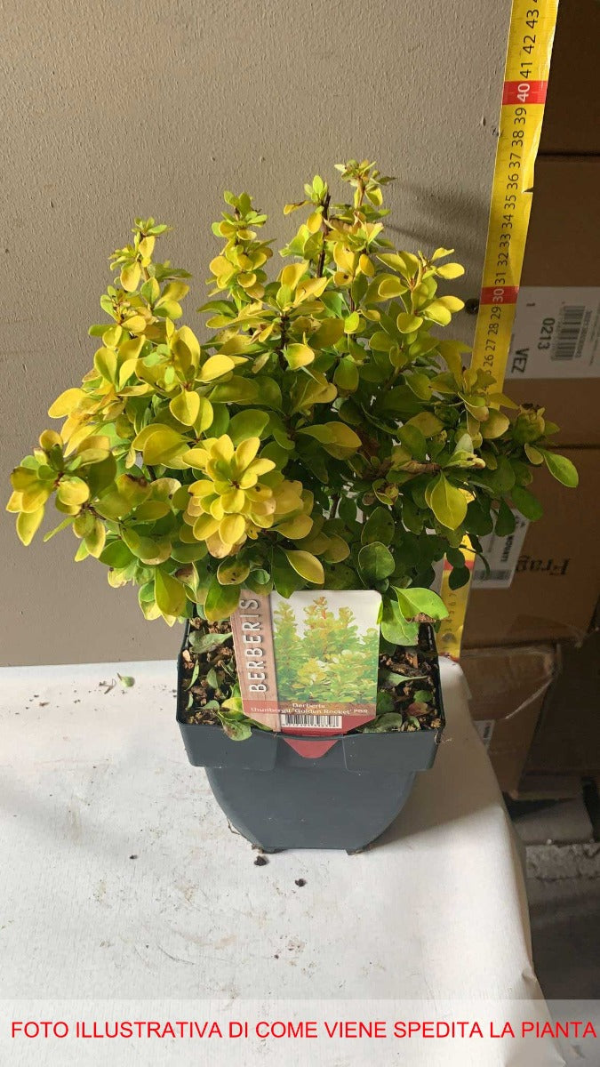 BERBERIS GOLDEN ROCKET VASO 17CM