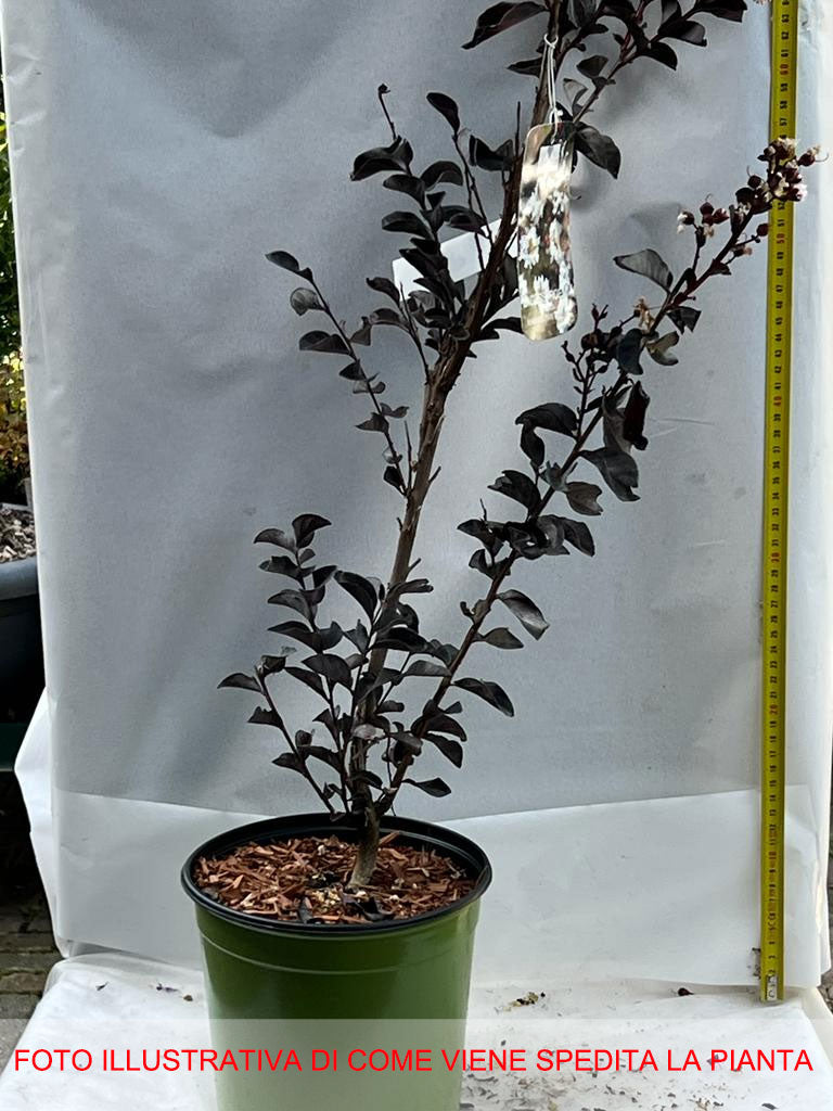 LAGERSTROEMIA INDICA BLACK SOLITAIRE PURE WHITE VASO 18CM