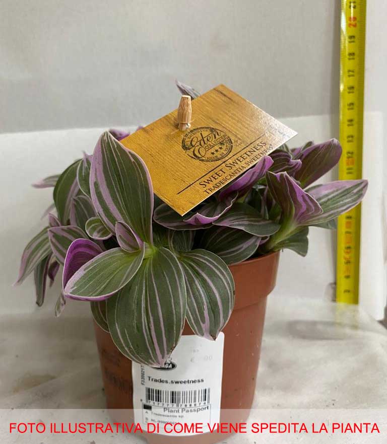 TRADESCANTIA SWEETNESS VASO 10.5CM
