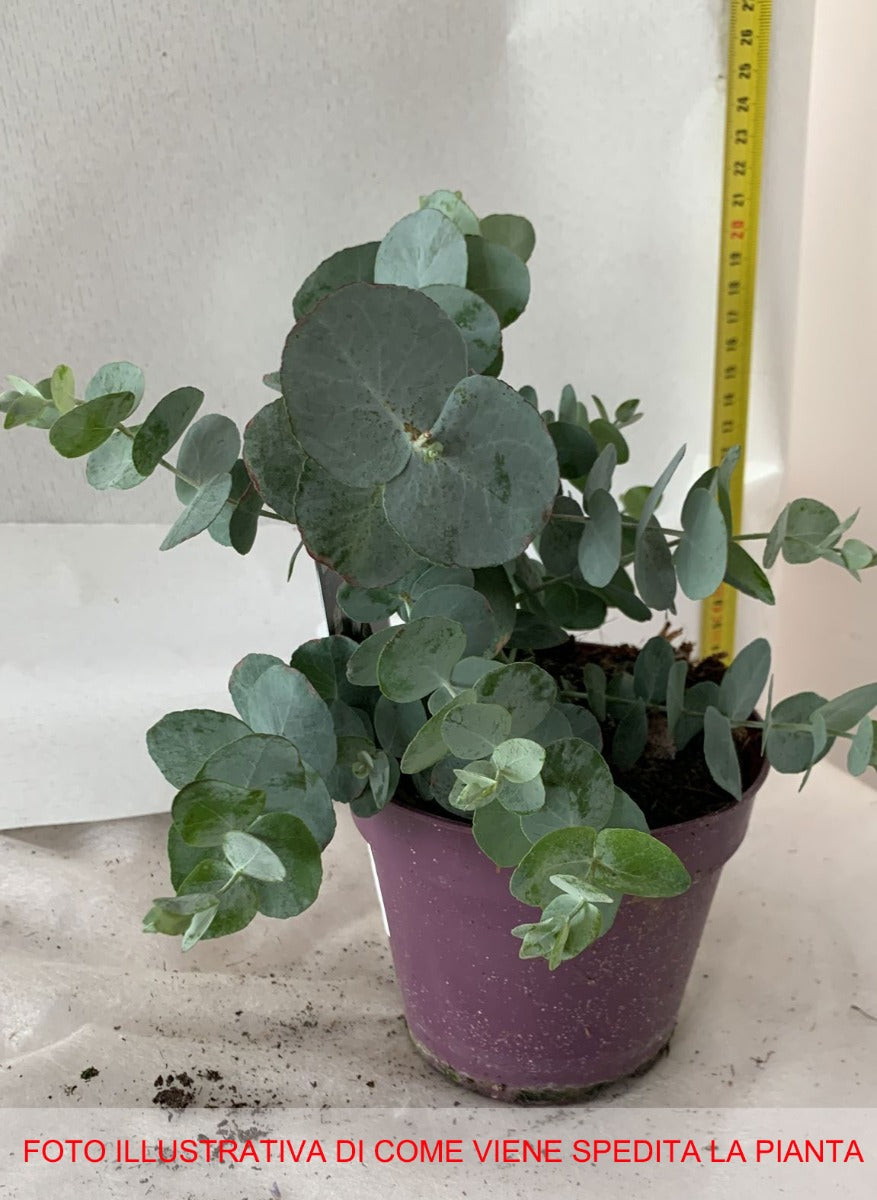EUCALYPTUS GUNNII O EUCALIPTO DEL SIDRO VASO 12CM