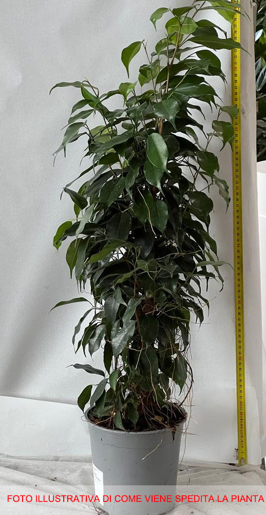 FICUS VASO 17CM