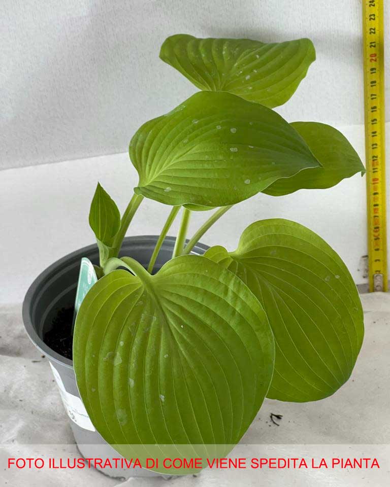 HOSTA AUGUST MOON IN VASO 15CM