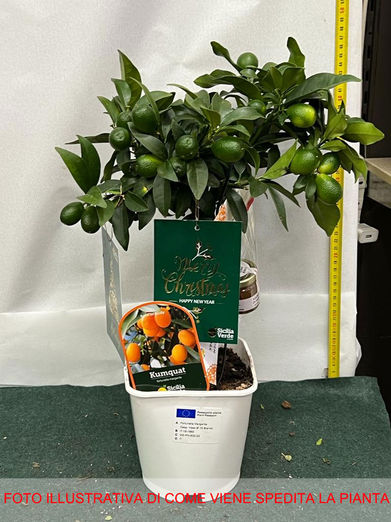 KUMQUAT MANDARINO CINESE IN VASO 15CM