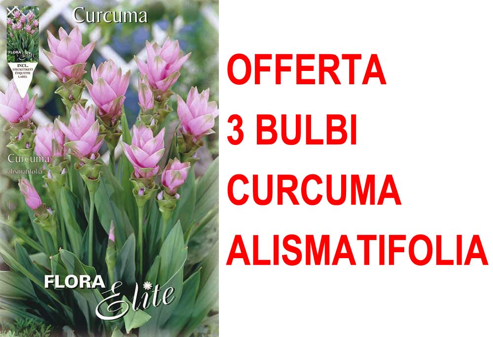 OFFERTA 3 BULBI CURCUMA ALISMATIFOLIA