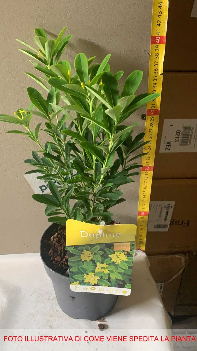 DAPHNE GEMMATA ROYAL CROWN VASO 15CM
